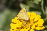 Orange Sulphur _MG_3326.jpg