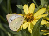Orange Sulphur _MG_4182.jpg