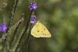 Orange Sulphur _MG_5028.jpg