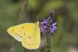 Orange Sulphur _MG_7216.jpg