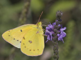 Orange Sulphur _MG_7219.jpg