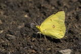 Orange Sulphur _MG_8772.jpg