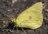 Orange Sulphur _MG_8777.jpg