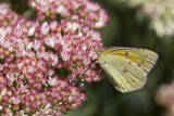 Orange Sulphur _MG_9562.jpg