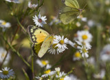 Orange Sulphur _MG_9739.jpg