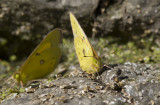 Orange Sulphur _MG_9857.jpg