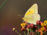 Orange Sulphur _S9S8032.jpg