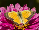 Orange Sulphur male killed by crab spider _MG_9174.jpg