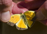Orange Sulphur male upperside _MG_9158.jpg