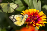 Orange female + Clouded male Sulfurs _MG_3880.jpg