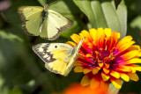 Orange female + Clouded male Sulfurs_MG_3882.jpg