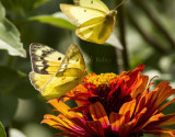 Orange female + Clouded male Sulfurs_MG_3883.jpg