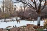 7591 Our living lawn ornaments
