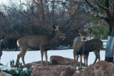 7600 Deer