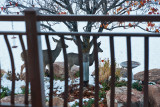 7602 Deer