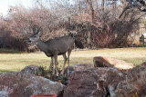7628 Deer