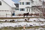 7675 Wild Turkeys