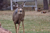 7716 Deer and pheasants