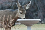 7721 Deer