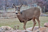 7724 Deer