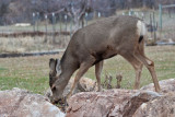 7725 Deer