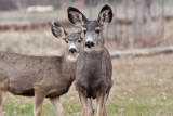 7730 Deer
