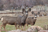 7735 Deer