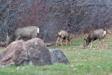 7746 Deer