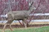 7748 Deer