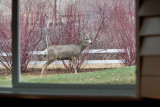 7750 Deer