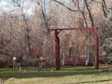 0448 Deer