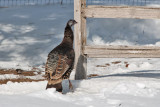 7945 Wild Turkey