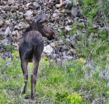 Moose 1