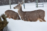 8003 Deer