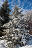 8009 Spruce
