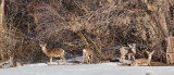 8018 deer