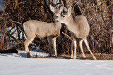 8022 deer