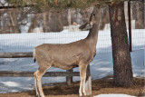 8023 deer