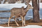 8025 deer