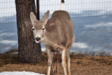8026 deer