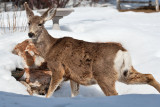 8028 deer