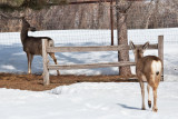 8031 deer