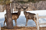 8034 deer