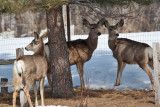 8035 deer