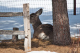 8037 deer