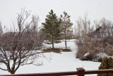 8038 Large snowflakes floating down this AM