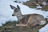 8054 Deer