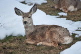 8061 Deer