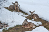 8063 Deer