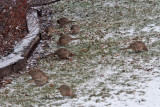 8124 Nine hen pheasants